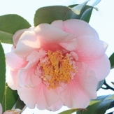 C.M. Wilson Camellia, Camellia japonica 'C M Wilson'